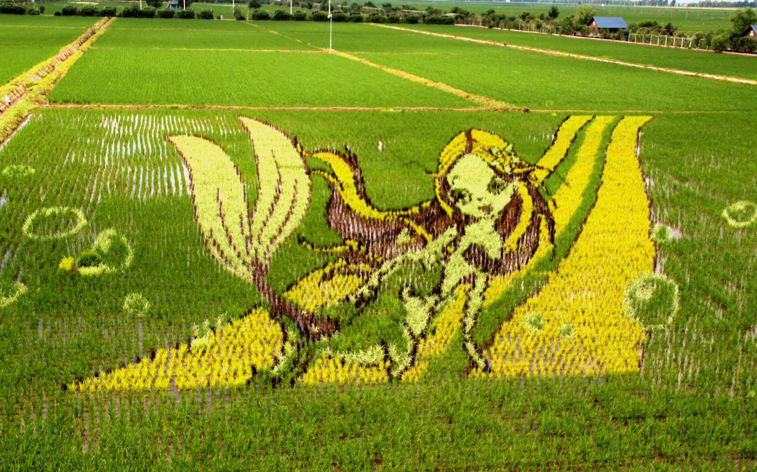 沈阳:巨幅稻田画进入最佳观赏期 献礼祖国70周年华诞