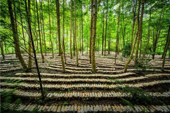 菇产业乐农家  随着季节吐枝发芽开花,广昌县赤水镇天咀村的树林里长